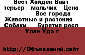 Вест Хайден Вайт терьер - мальчик › Цена ­ 35 000 - Все города Животные и растения » Собаки   . Бурятия респ.,Улан-Удэ г.